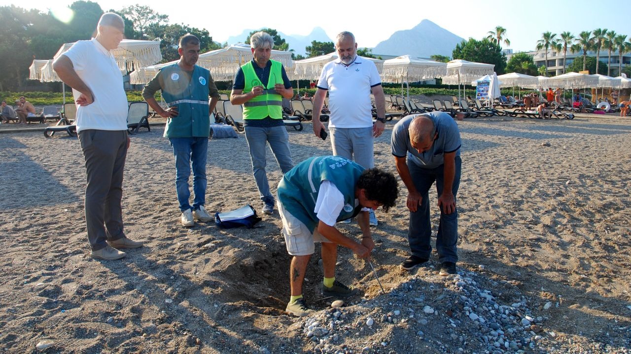 Kemer sahillerinde bulunan 38 deniz kaplumbağası yuvası koruma altına alındı