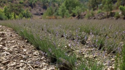 Alanya Belediyesi’nin lavanta bahçesinde ilk hasat yapıldı