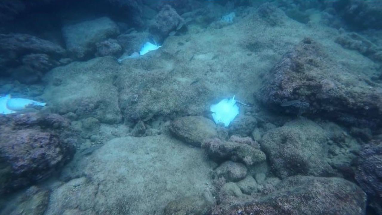 Antalya’da deniz dibinde çok sayıda ölü vatoz görüntülendi